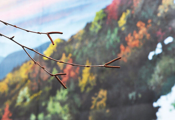 Picture This: Branch Manager